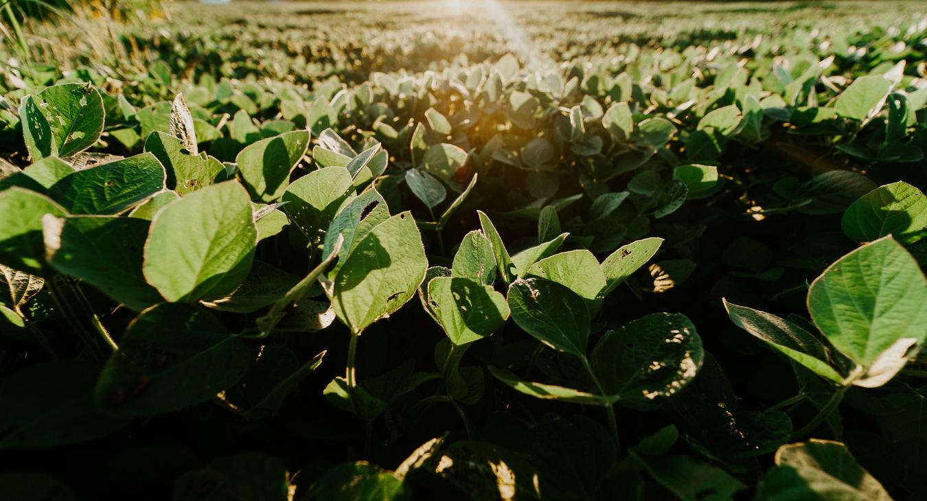 soybean field